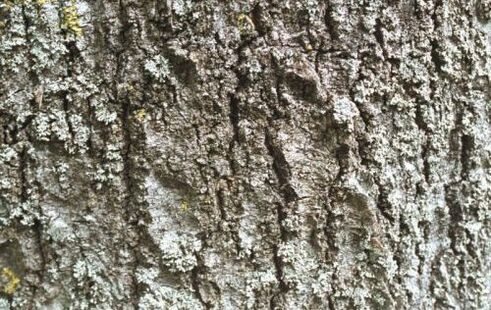 parasitoen aurkako aspen azala